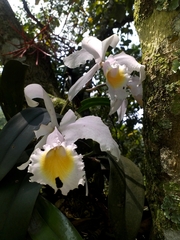Cattleya