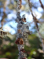 Hypogymnia lophyrea