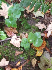 Ranunculus abortivus
