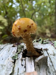 Pholiota aurivella