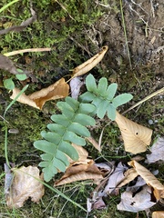 Dryopteridoideae