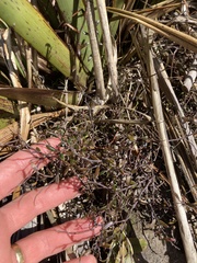 Gaultheria macrostigma