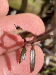 Gaultheria macrostigma