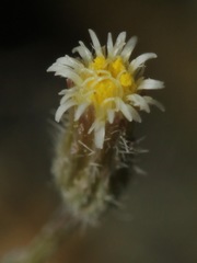 Erigeron divaricatus