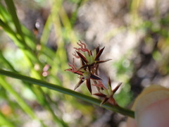 Juncus balticus