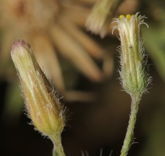 Erigeron divaricatus