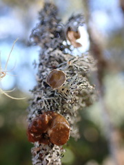 Hypogymnia lophyrea