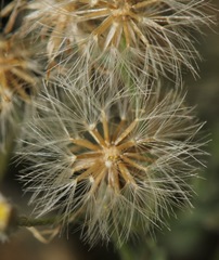 Erigeron divaricatus