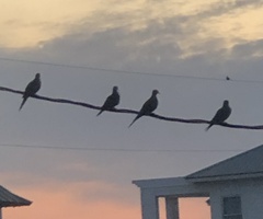 Streptopelia decaocto