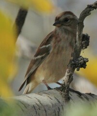 Spizelloides arborea