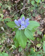 Gentiana decora