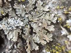 Phaeophyscia hirsuta