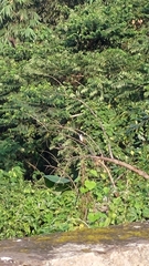 Pycnonotus sinensis formosae