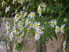 Aster hispidus