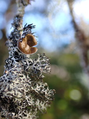 Hypogymnia lophyrea