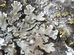 Phaeophyscia hirsuta