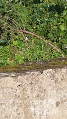 Pycnonotus sinensis formosae