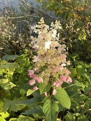 Hydrangea