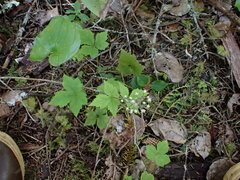 Tiarella trifoliata trifoliata