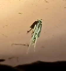 Melanocinclis lineigera