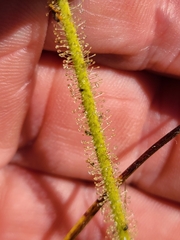 Drosera tracyi
