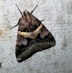 Drasteria grandirena