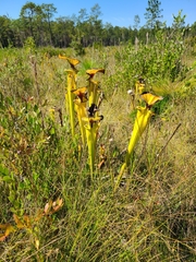 Sarracenia flava