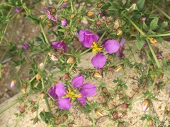 Fagonia chilensis