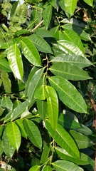 Ficus virgata