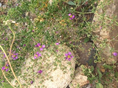 Fagonia chilensis