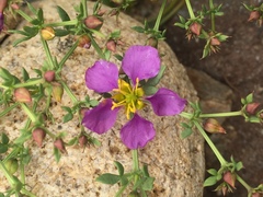 Fagonia chilensis