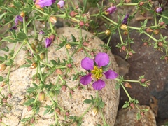 Fagonia chilensis