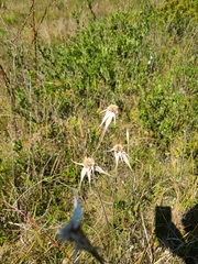 Rhynchospora latifolia