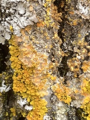 Xanthomendoza