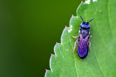 Ceratina floridana