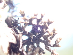 Hypogymnia lophyrea