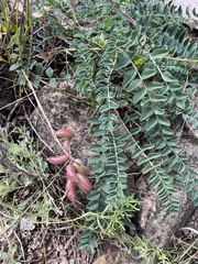 Astragalus tephrodes