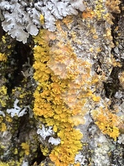 Xanthomendoza