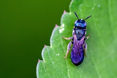 Ceratina floridana