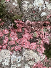 Herpothallon