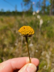 Balduina uniflora