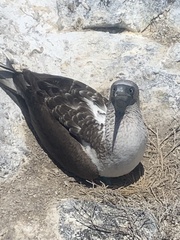 Sula nebouxii excisa