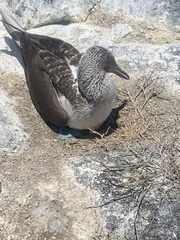 Sula nebouxii excisa