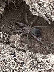 Aphonopelma eutylenum