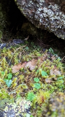 Peltigera membranacea