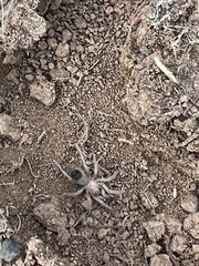 Aphonopelma eutylenum