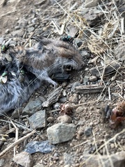 Thanatophilus lapponicus