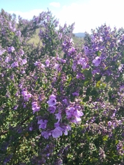 Prostanthera