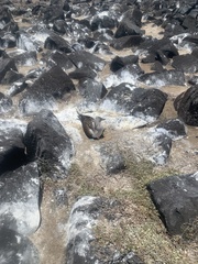 Sula nebouxii excisa