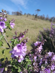 Prostanthera